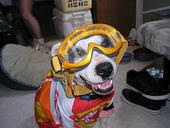 Motocross Dog!