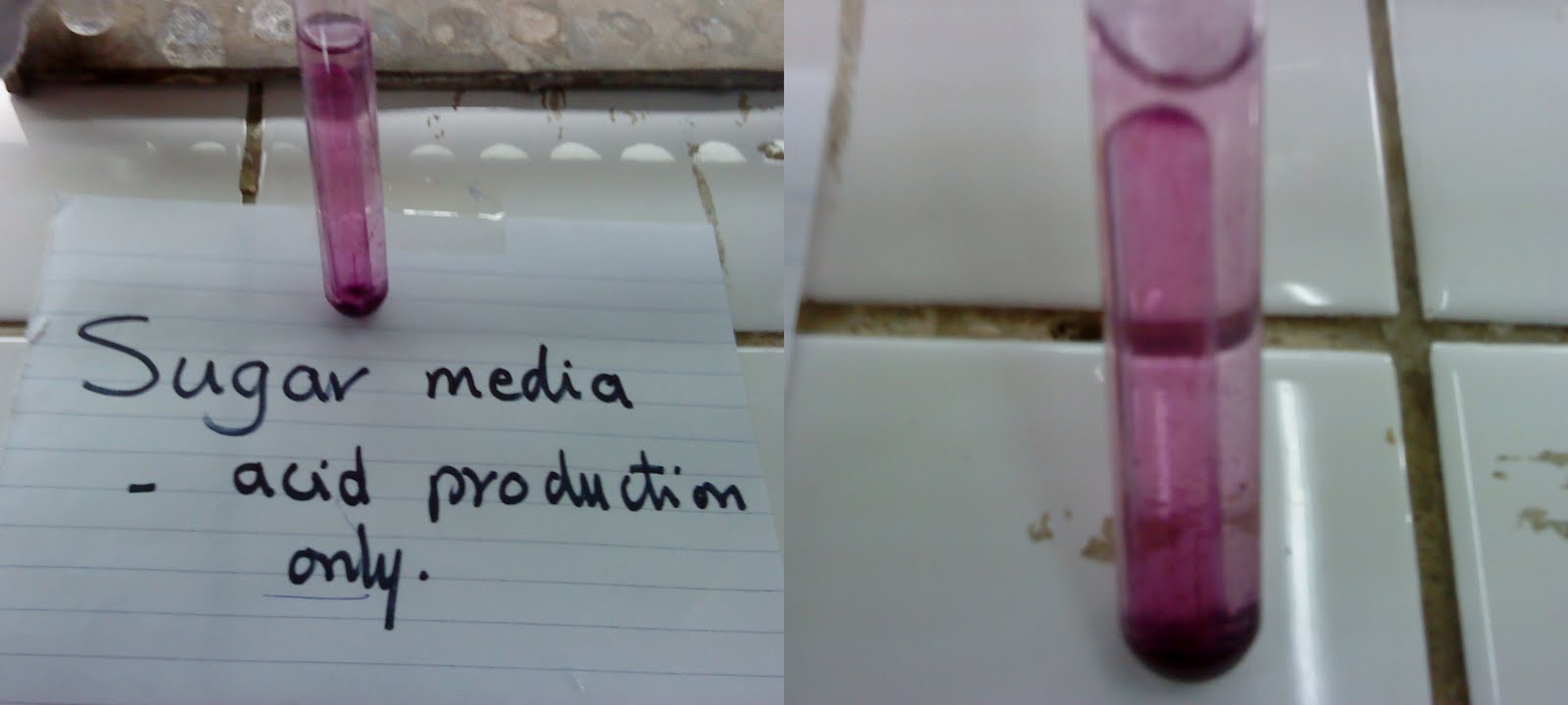 c.E.r.i.T.e.T.e.N.t.A.n.G.k.i.T.e. Culture Media...