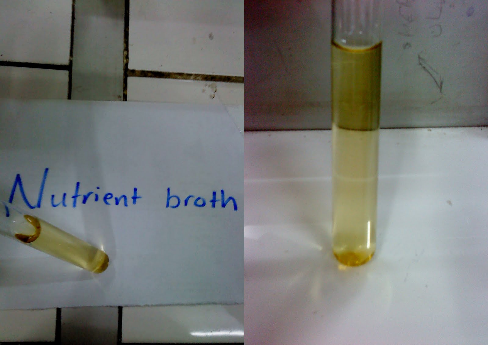 c.E.r.i.T.e.T.e.N.t.A.n.G.k.i.T.e. Culture Media...