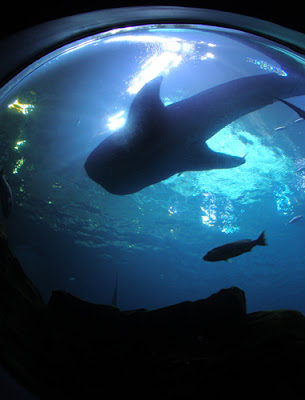 Whale Shark at Georgia Aquarium