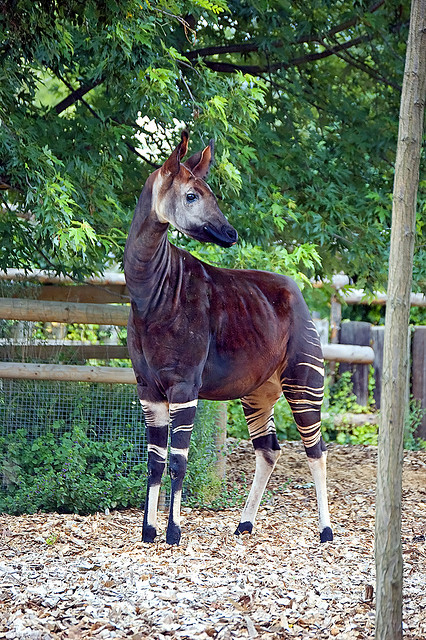An Okapi