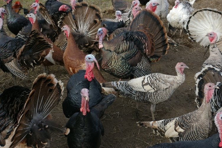 meat Turkey processing class