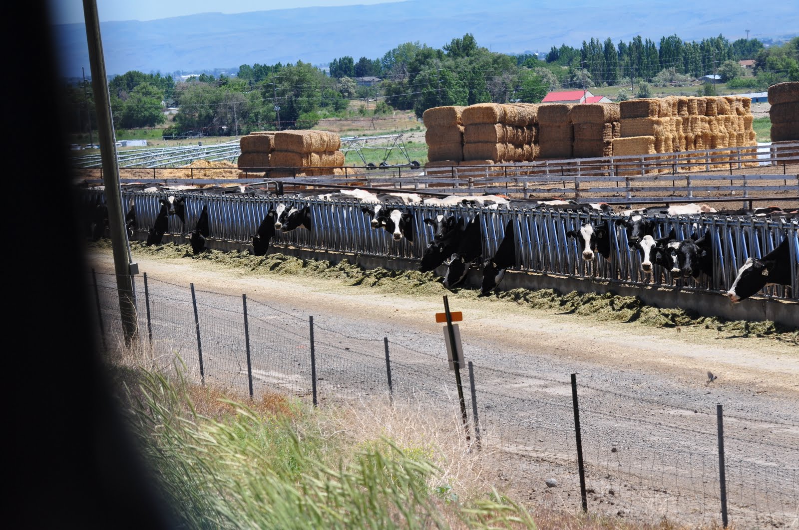 meat Ever wonder what a working dairy looks like?