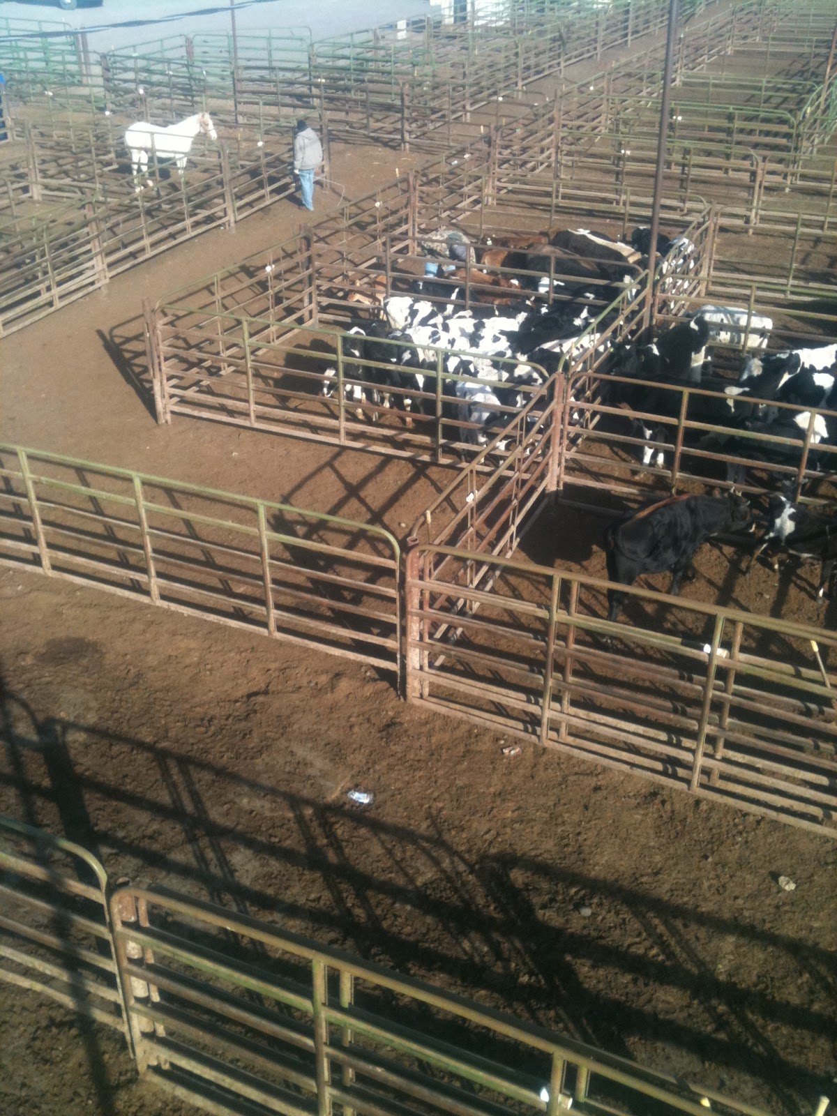 meat Livestock auction and stockyard design