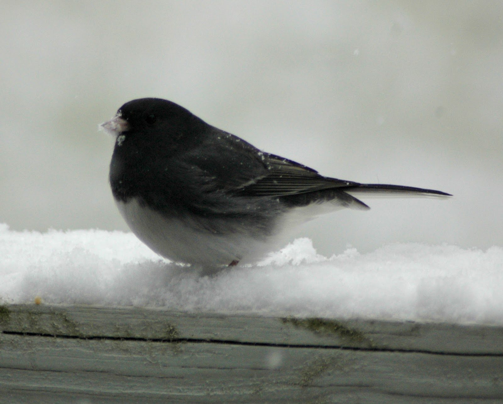 snowbird.jpg