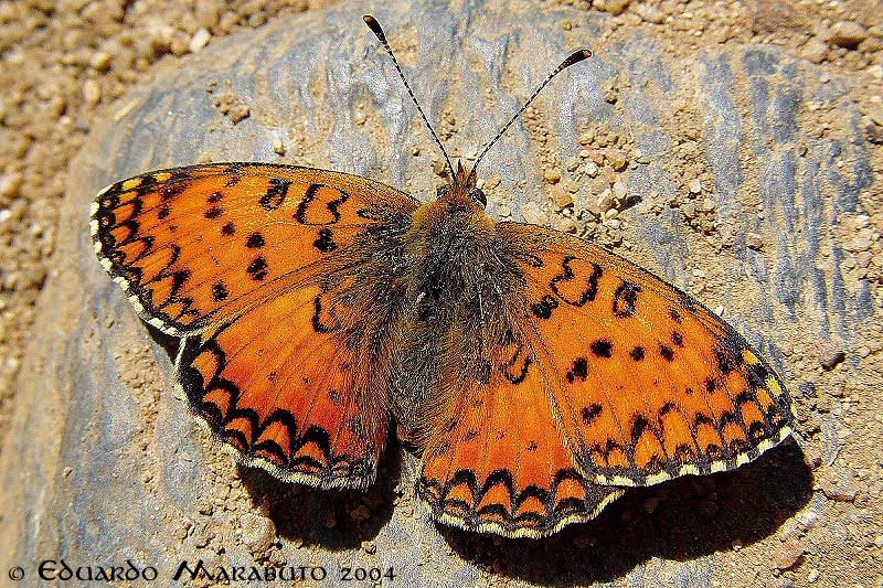 [Melitaea-aetherie_web.jpg]