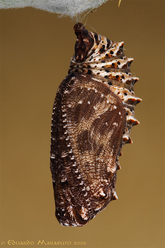 [Melitaea-aetherie_web2.jpg]