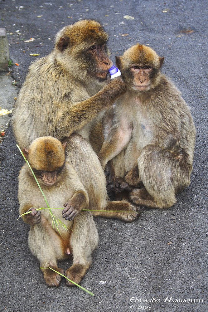 [Macaca-sylvanus3_web.jpg]