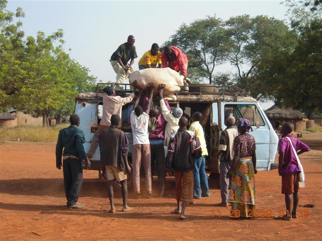 Loading cow on lorry