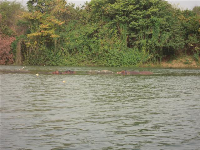 Hippo heads