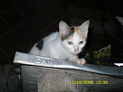 anak kucing tengah mengintip dari atas sinki