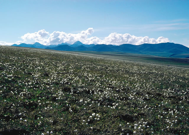 Tundra Heaths