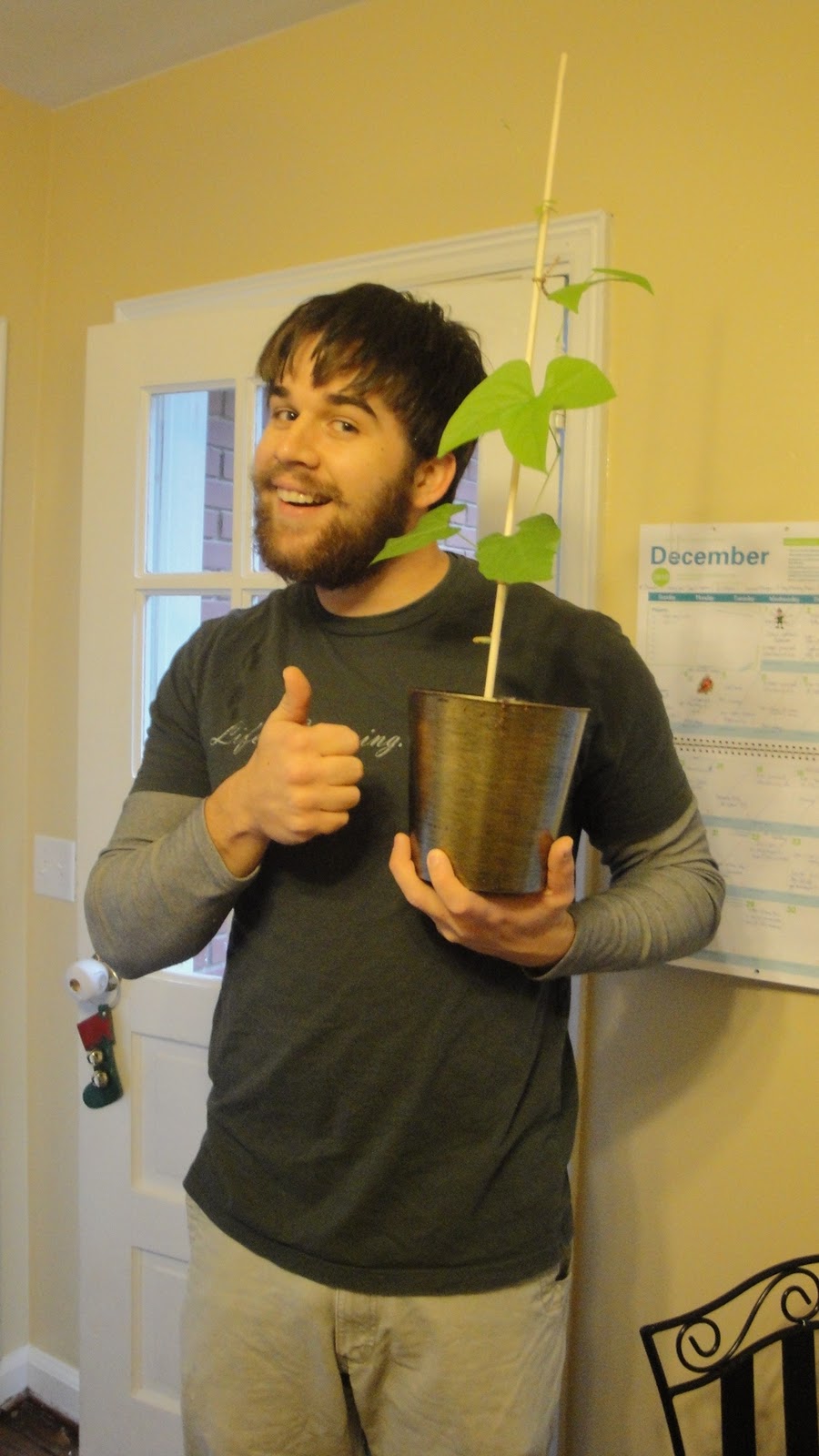 Navy Bean Plant