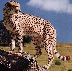 [cheetah-300x294.jpg]
