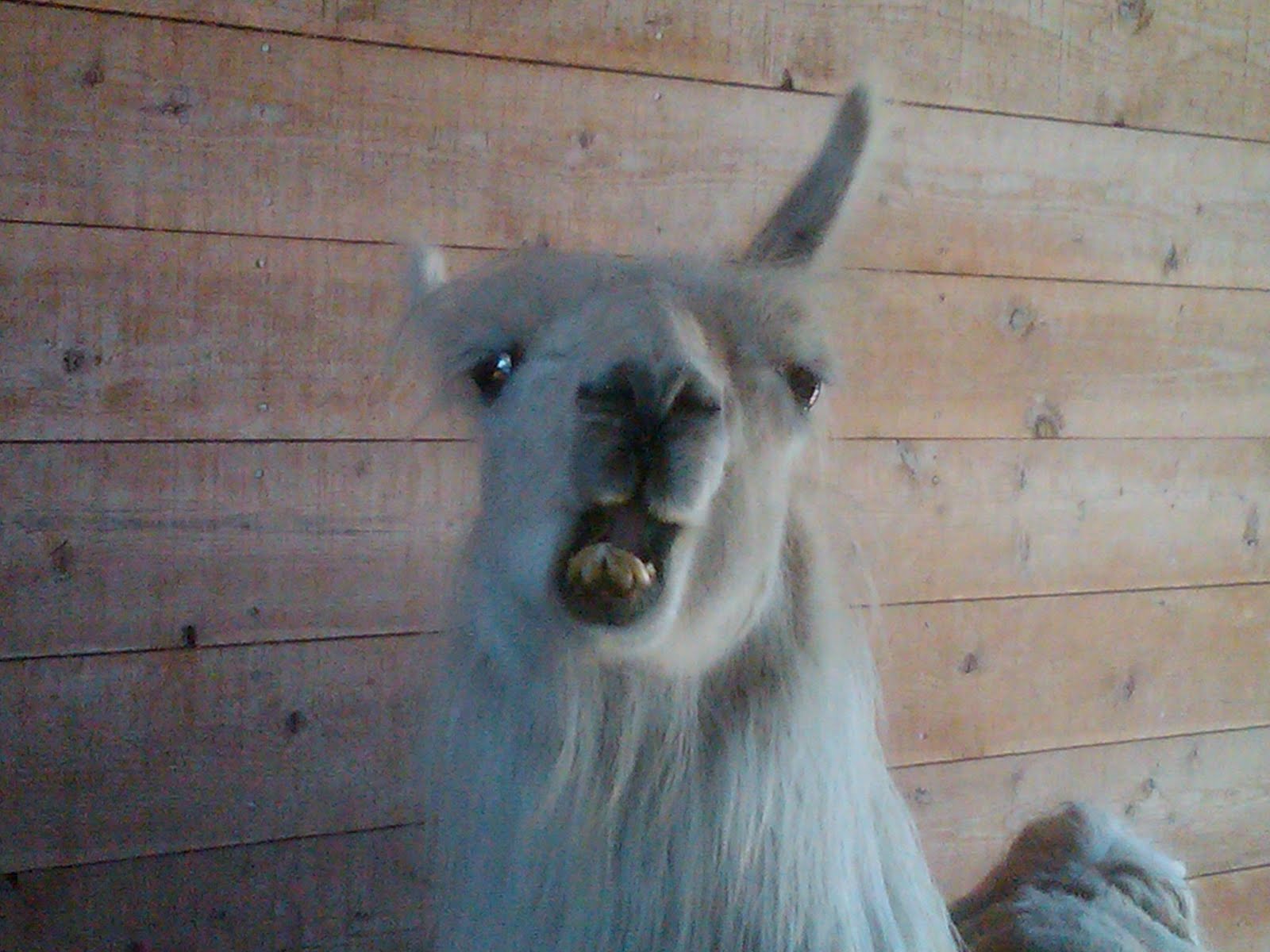 llama with teeth