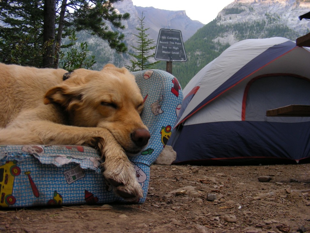 Camping w/Chris RVing with your Dog!