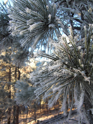 pine tree needles in frost
