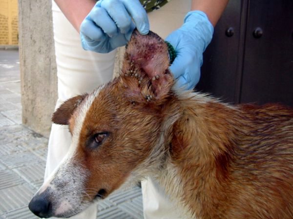 Dog Ear Mites Pictures Dog Ear Mites Pictures
