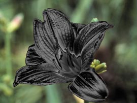 [black.flower]