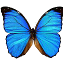 [butterfly_005.gif]