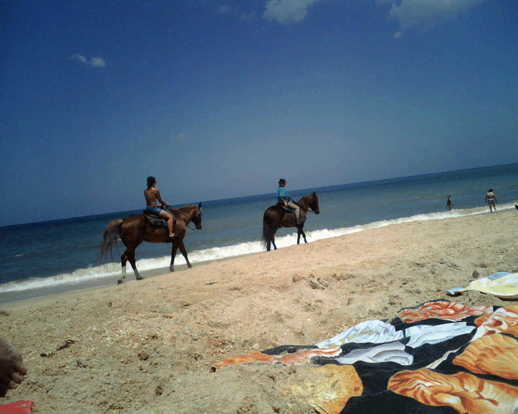 [horses-on-beach.png]