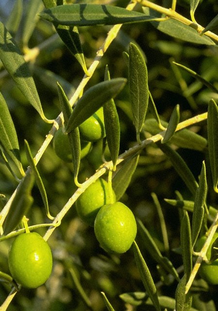 [PHP0050023_Veer.JPG]