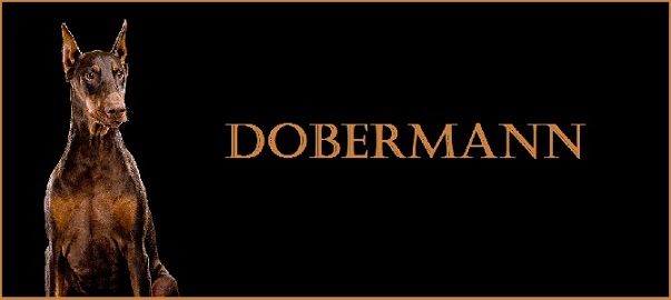 Dobermann