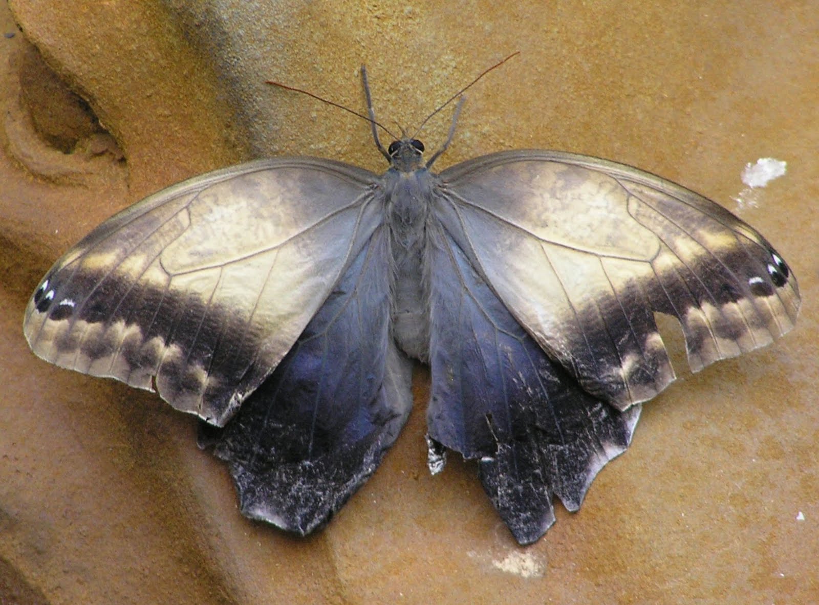 [Blue+morpho+01.jpg]