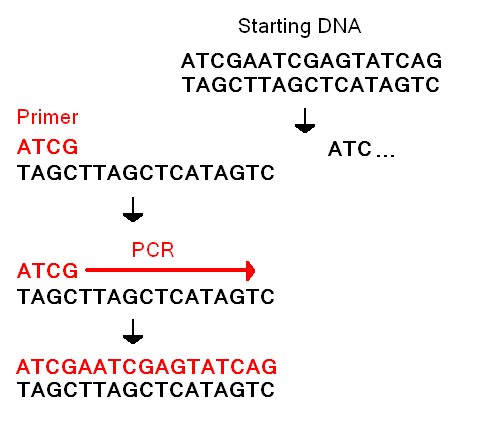 Primer Pcr