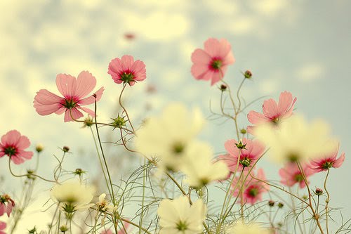 [spring.bmp]