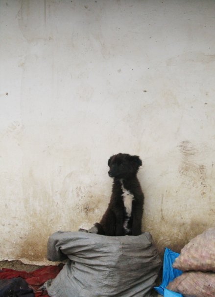 [dog.jpg]