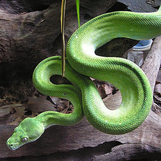 Snakes Animal