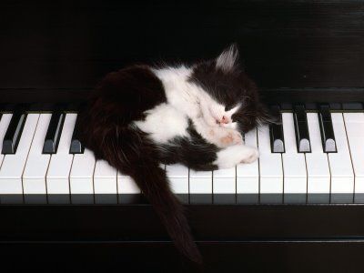 Mis noches - Página 3 Gato+durmiendo+sobre+el+piano