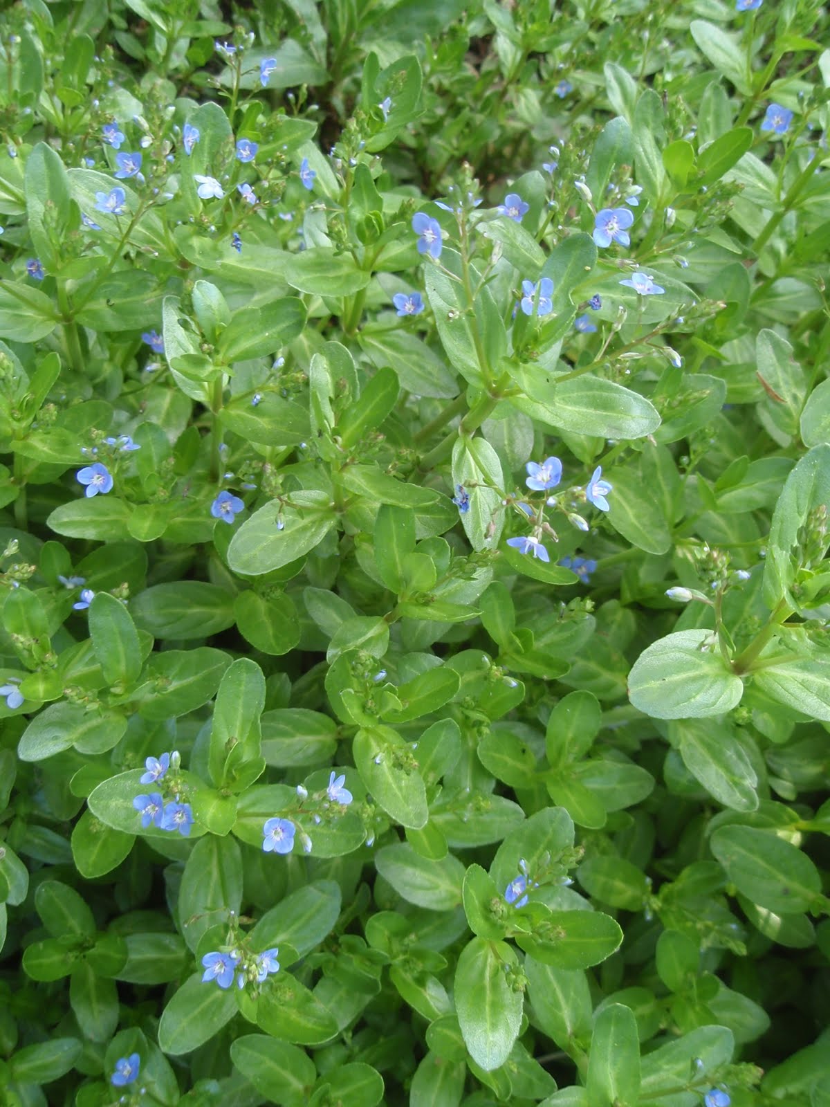 Veronica Beccabunga