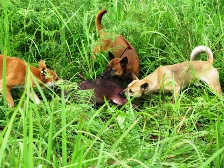 Berita Kotawaringin Timur Dan Katingan Kalimantan Tengah 3 Anjing