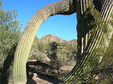 Arizona - 2008