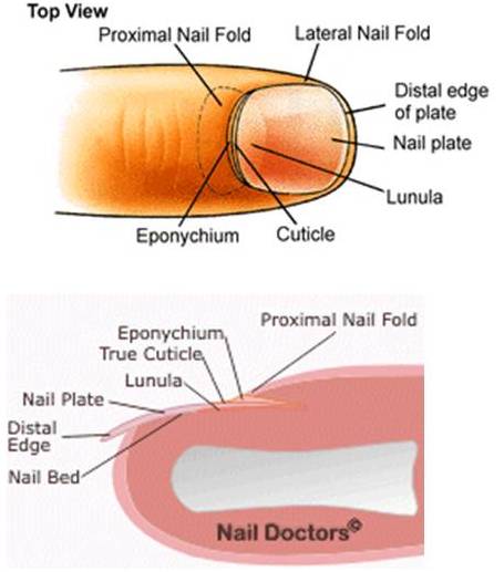 Nail Fold