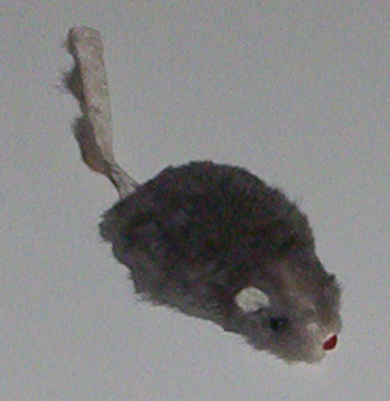[furry+mouse.jpg]