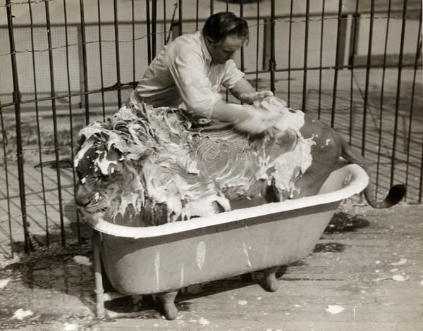 [lionbath.jpg]