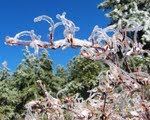 [Community+Ice+Tendrils.JPG]