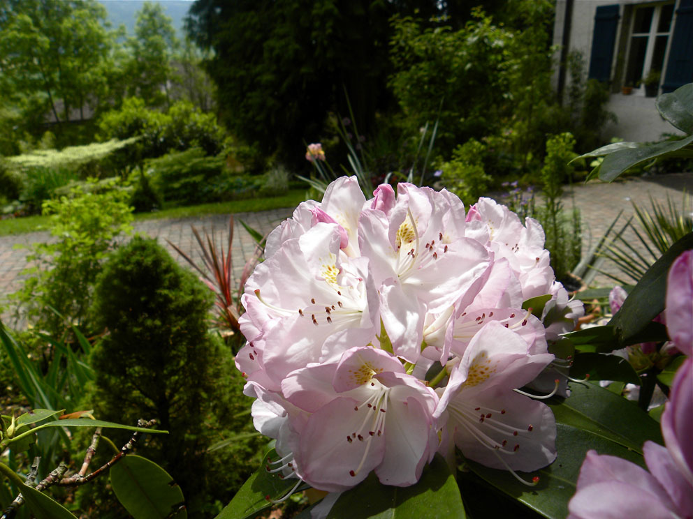 Top 10 Most Popular Rhododendron Rhododendron Brands And Get Free