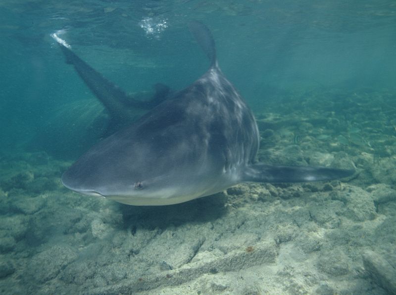 Bull Shark Facts