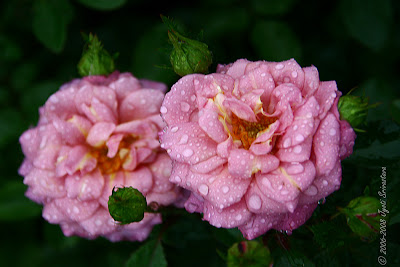 http://3.bp.blogspot.com/_zJpnTu57Koc/SIYBI7QH_BI/AAAAAAAAEYI/nI8TREz-kw4/s400/LI-rose-floribunda-Kaleidoscope-03b.jpg