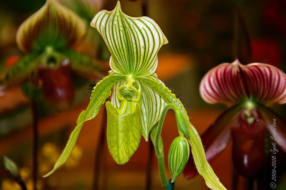 [LI-orchids-0001b.jpg]