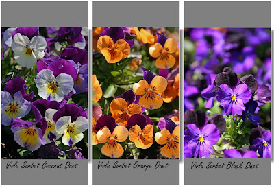 viola sorbet