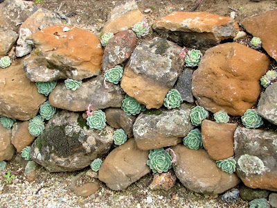 Garden Dancing: The Amazing World of Succulents