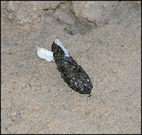 Inquiet pour mon Pogo. Blog_033ca_Water_dragon_scat_picture