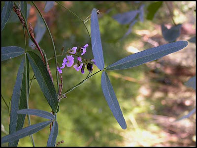 Glycine Clandestina