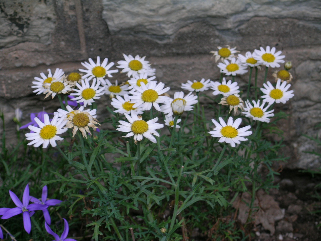 [tiny+daisies.JPG]