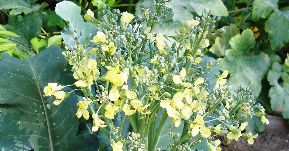 GreenSpotOn What does it mean when broccoli flowers?